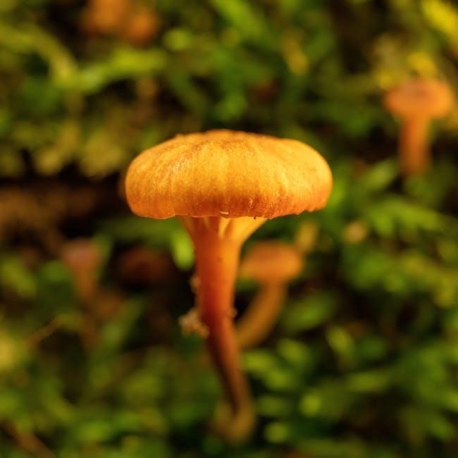 minnesota foraging guide